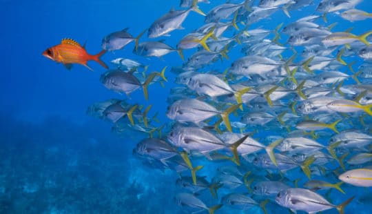 SAP Joins Collective Action to Create a Cleaner Ocean by 2030