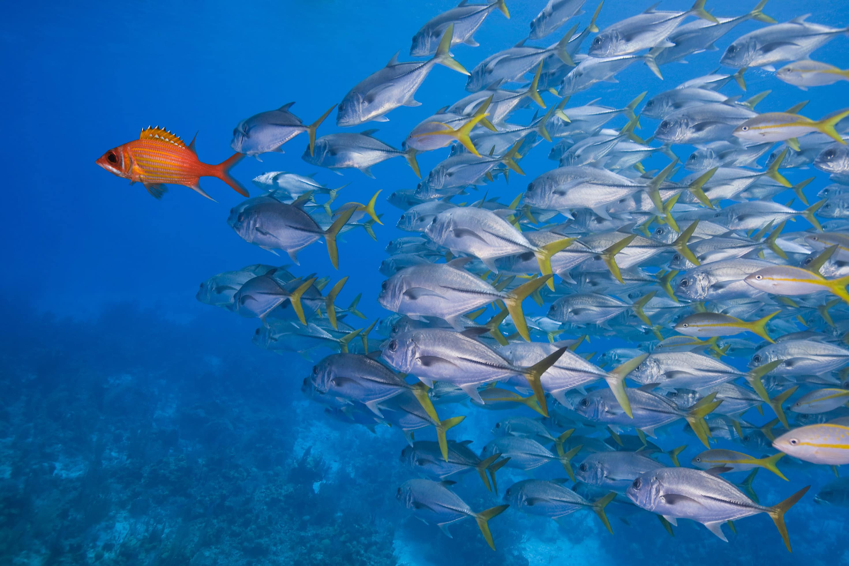 SAP Joins Collective Action to Create a Cleaner Ocean by 2030
