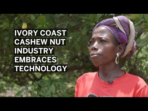 Ivory Coast Cashew Nut Industry Embraces Technology