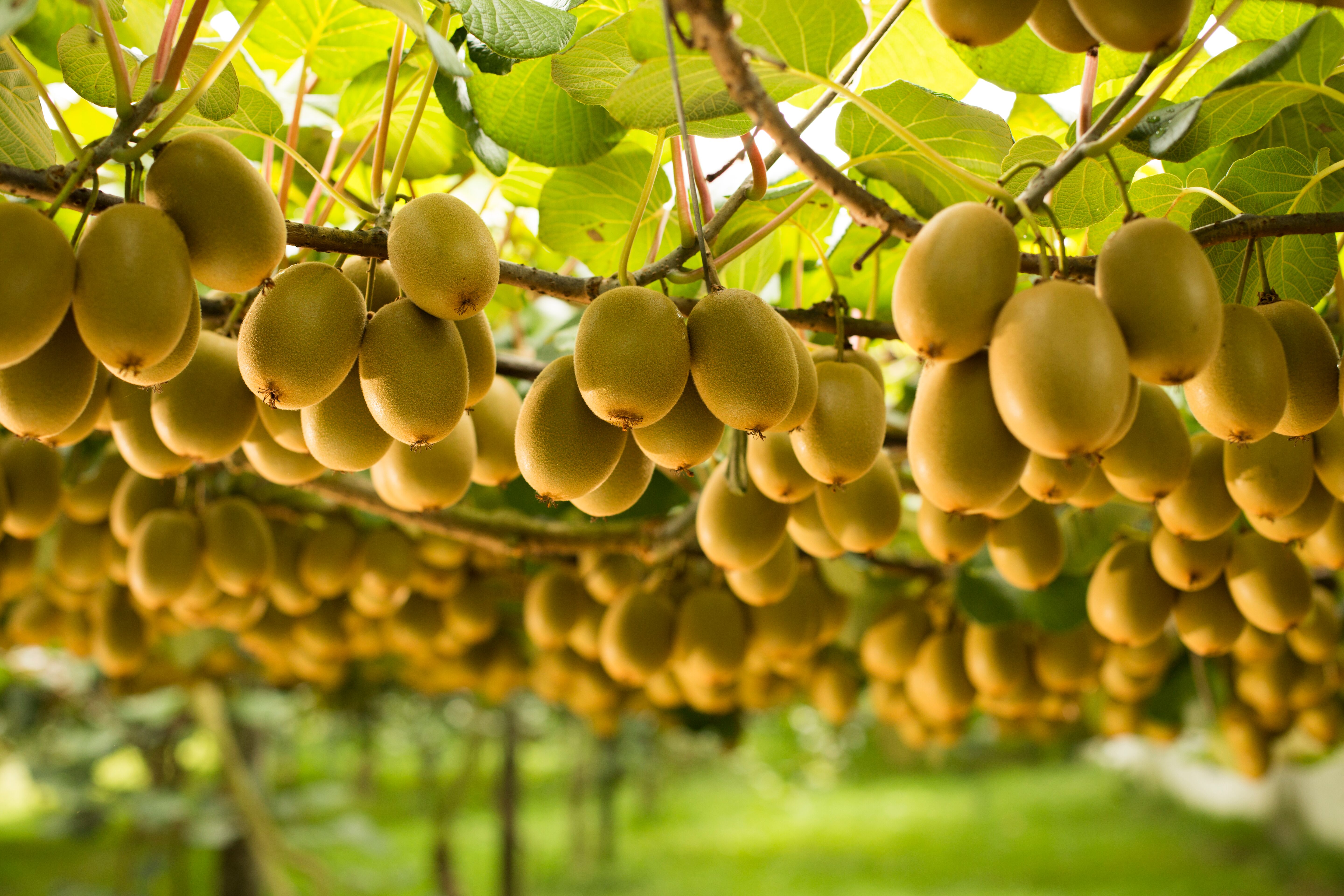Zespri selects SAP cloud solutions in multi-year deal