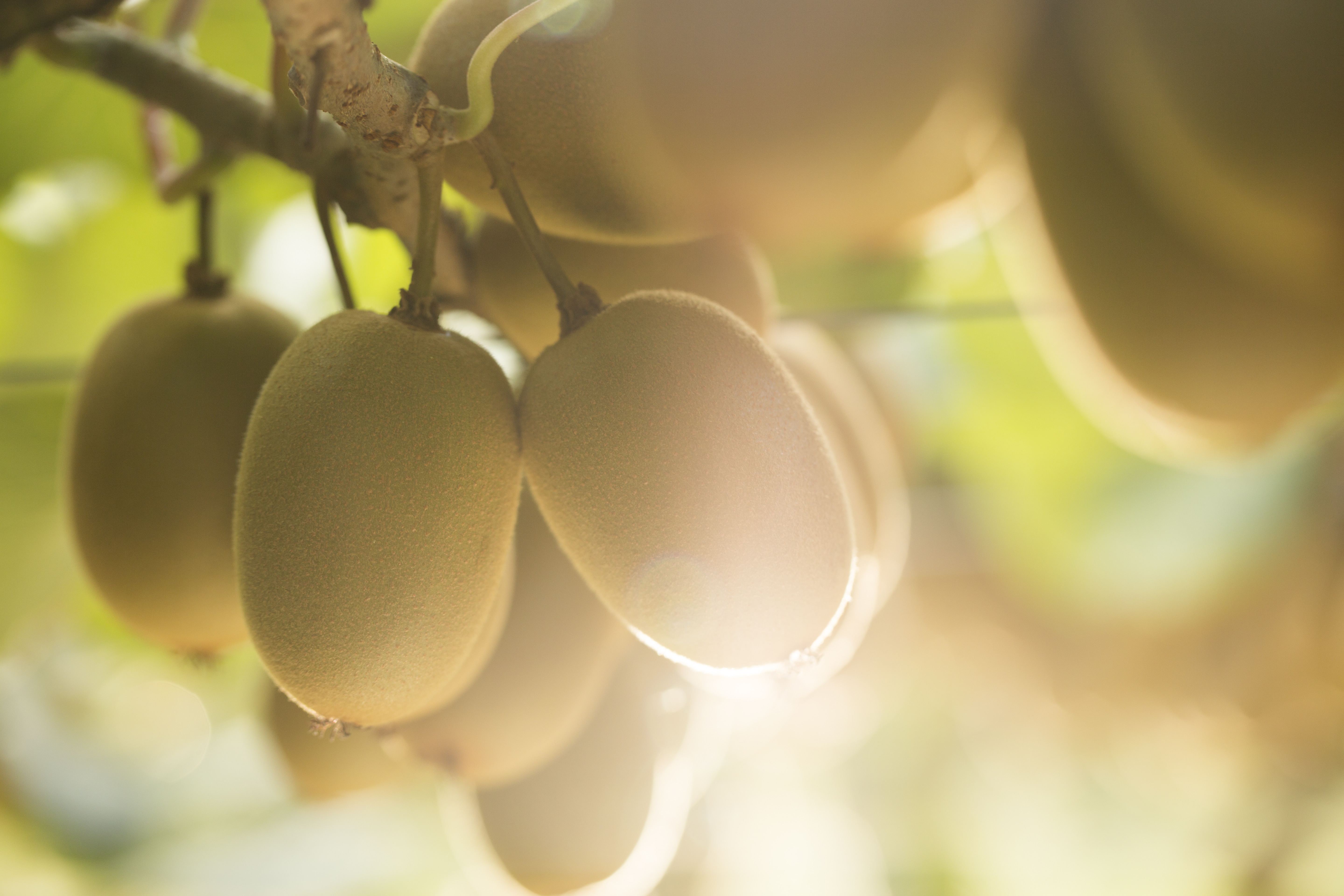 Zespri rolls out SAP technology to support its people, processes and growers