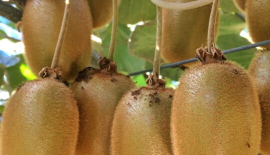 Zespri upgrades SAP S/4HANA digital core and begins next stage of supply chain digital transformation