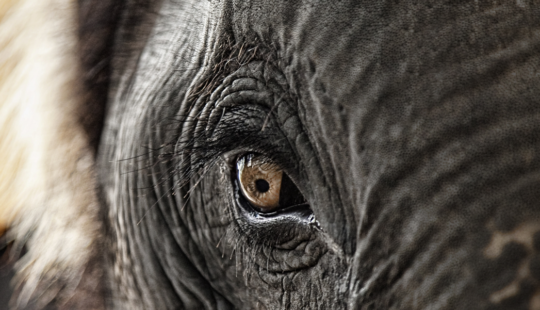Kunstig intelligens og andre elefanter i rummet ændrer paradigmet for at hente værdi i ERP-systemet
