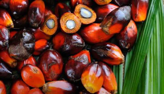 SAP ja Unilever pilotoivat lohkoketjuteknologiaa metsäkatoa hillitsevän palmuöljyn tukemiseksi