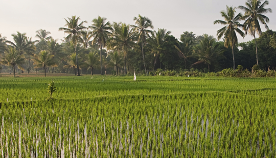 SunRice entwickelt neues Portal für Reisbauer mit SAP Business Technology Platform