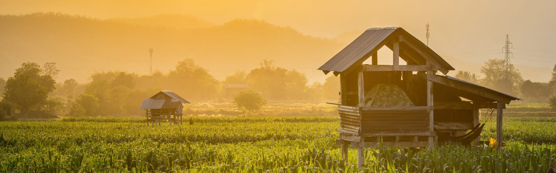 Digitale Öko-Landwirtschaft: SAP Japan unterstützt entlegene Dörfer