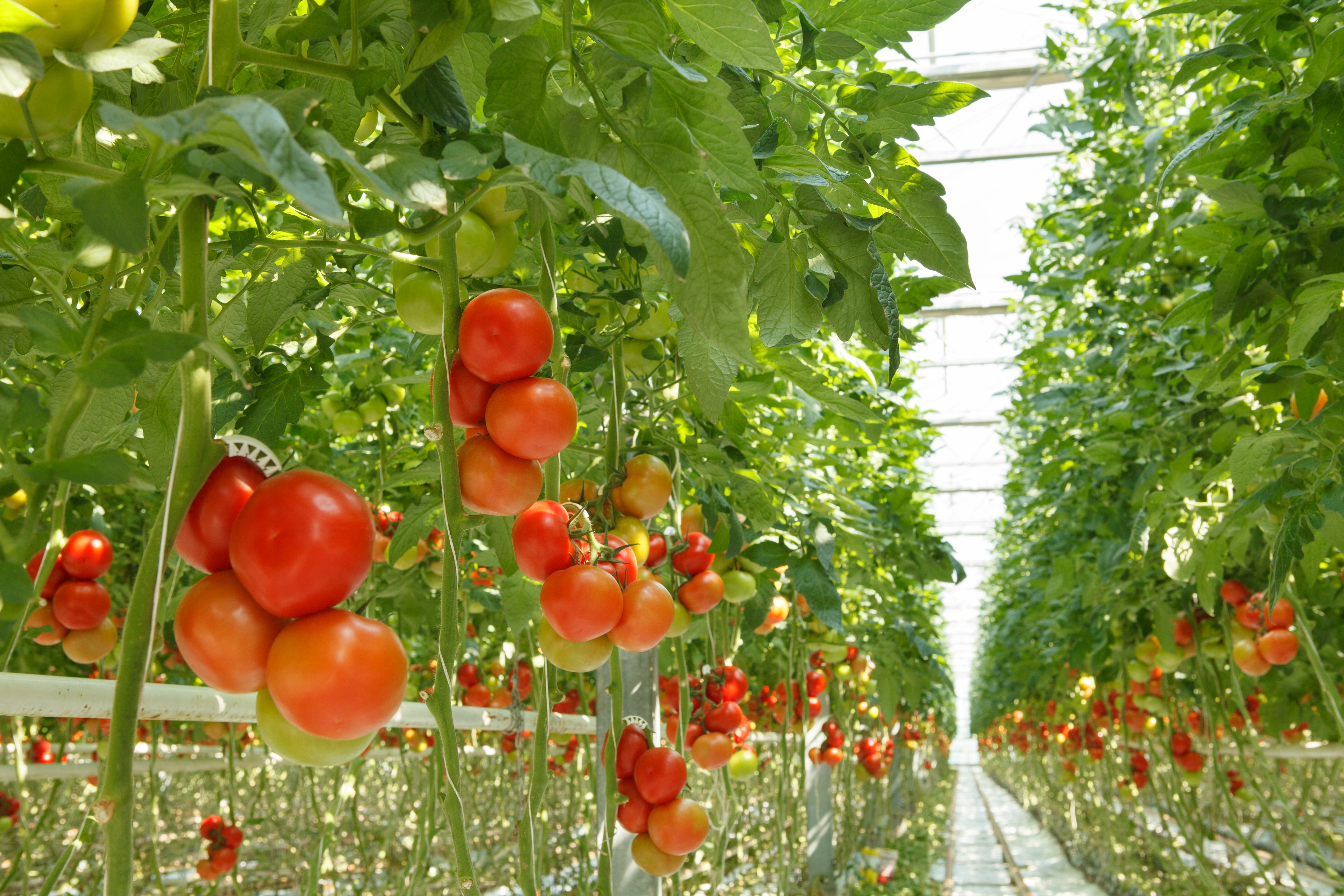 Apoyando a los agricultores con tecnología para alimentar al mundo de manera sostenible