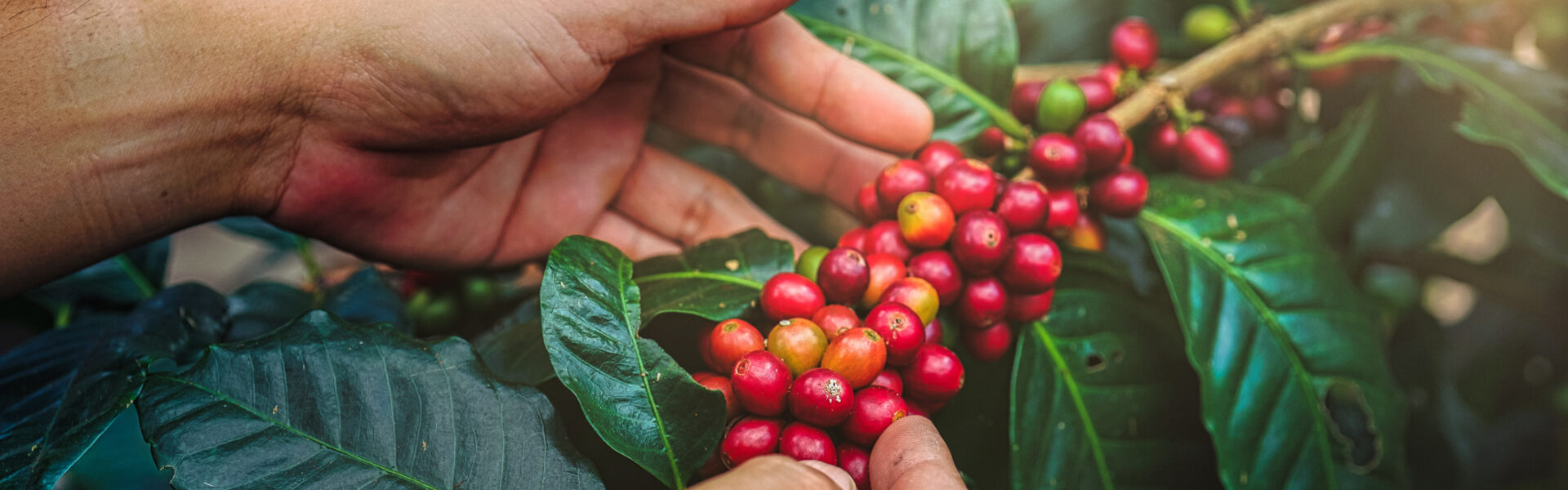 Green Coffee Company innova con sostenibilidad de escala mundial en la producción de café con tecnología de SAP