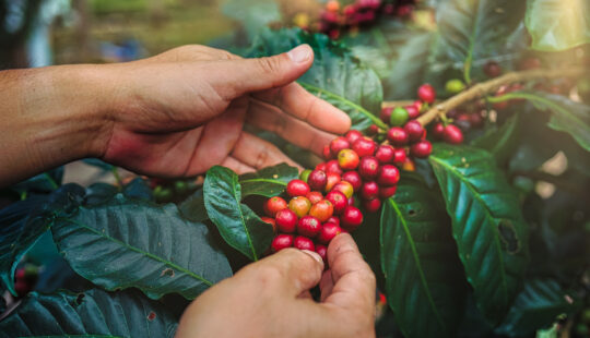 Green Coffee Company innova con sostenibilidad de escala mundial en la producción de café con tecnología de SAP