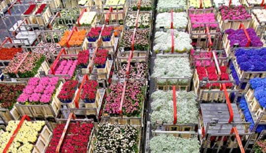 Dutch Flower Group vereenvoudigt online inkoopproces