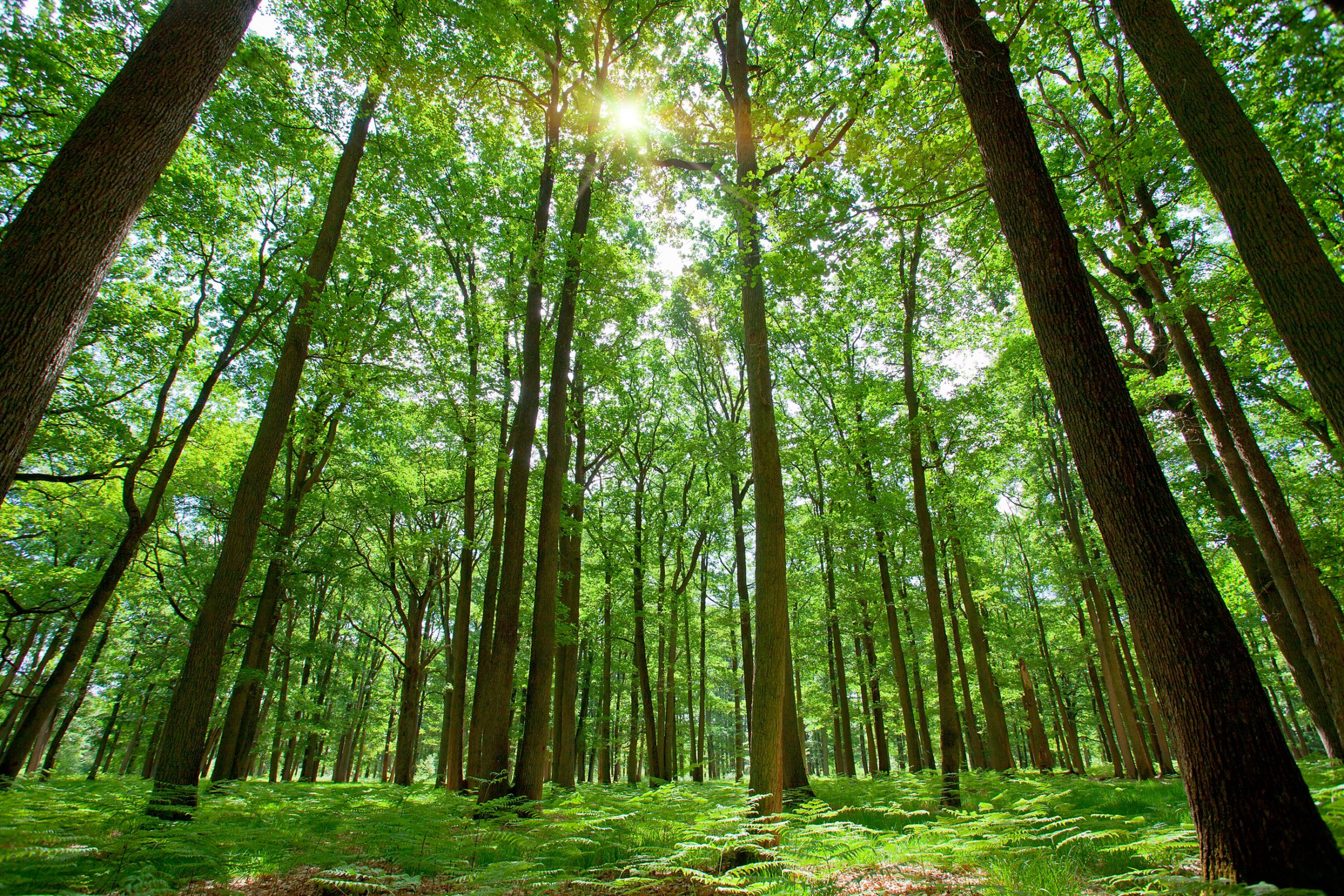 Bos als synoniem voor de transparantie van verduurzaming van de wereld