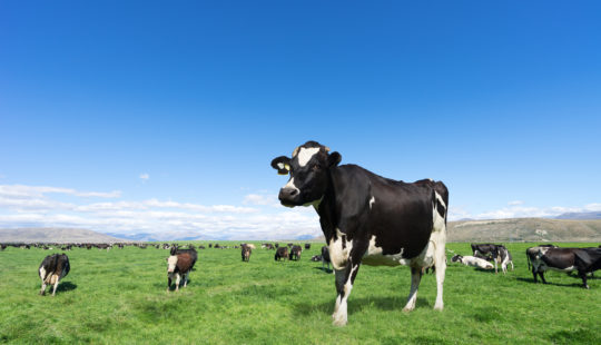 SAP 助鮮乳坊升級營運　加速推動酪農業轉型邁向永續