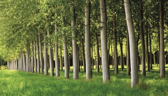 SAP UK Partners With The Carbon Community For New Sustainability Initiative: SAP Forest UK