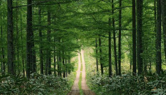 SAP Partners With The Carbon Community On New Scientific Forestry Research To Drive Climate Change Efficiency