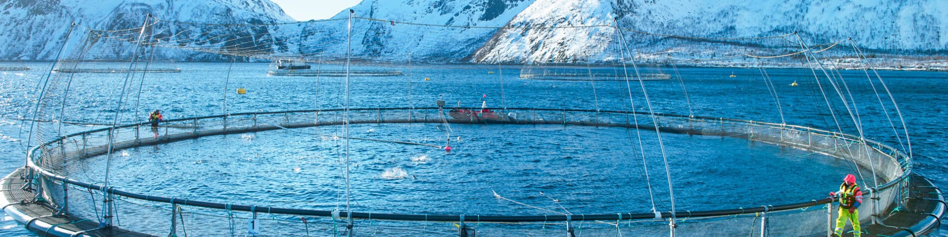 When is a Norwegian Salmon a Norwegian Salmon? When EY Skye’s Blockchain Solution Says So