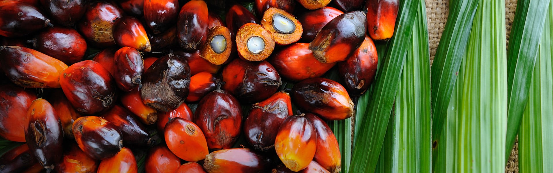 SAP and Unilever Pilot Blockchain Technology to Support Deforestation-Free Palm Oil