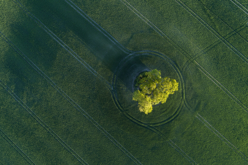 Aerial view of green wheat field with trees