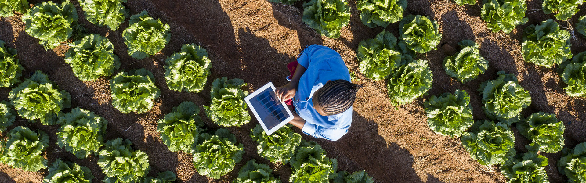 Digitalizing Food Security: AI and Digital Twins Balance Farm-to-Consume Value Chains