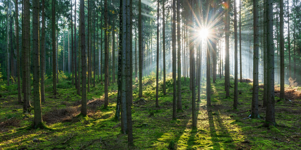 Getting Started with the New European Regulation to Mitigate Deforestation