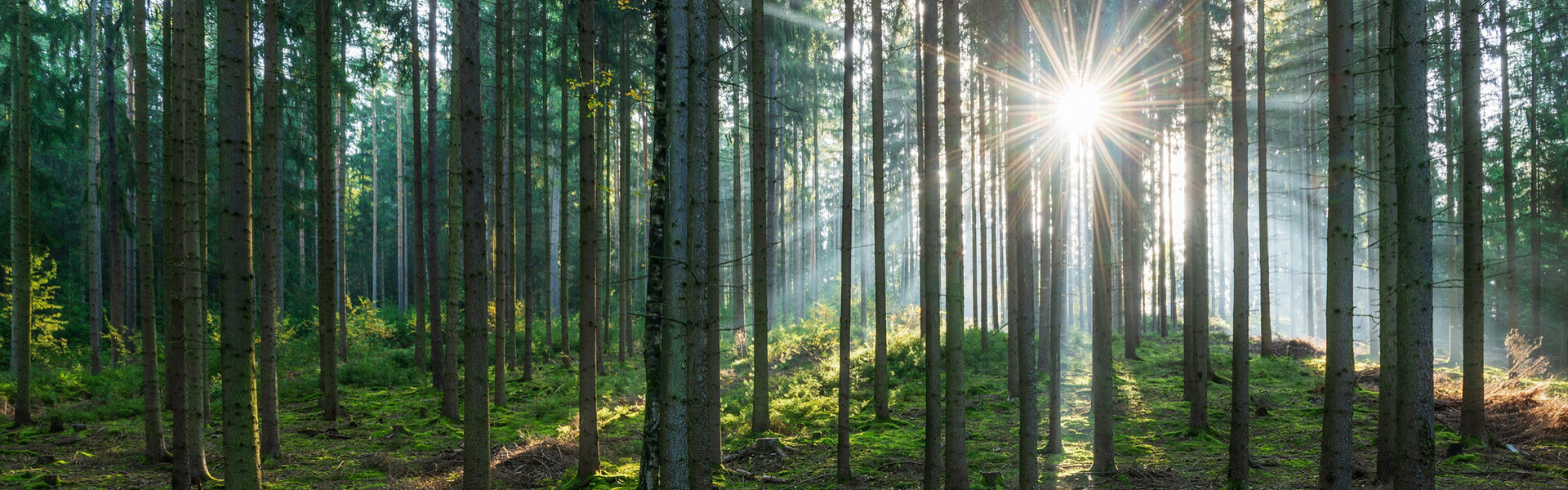 Getting Started with the New European Regulation to Mitigate Deforestation