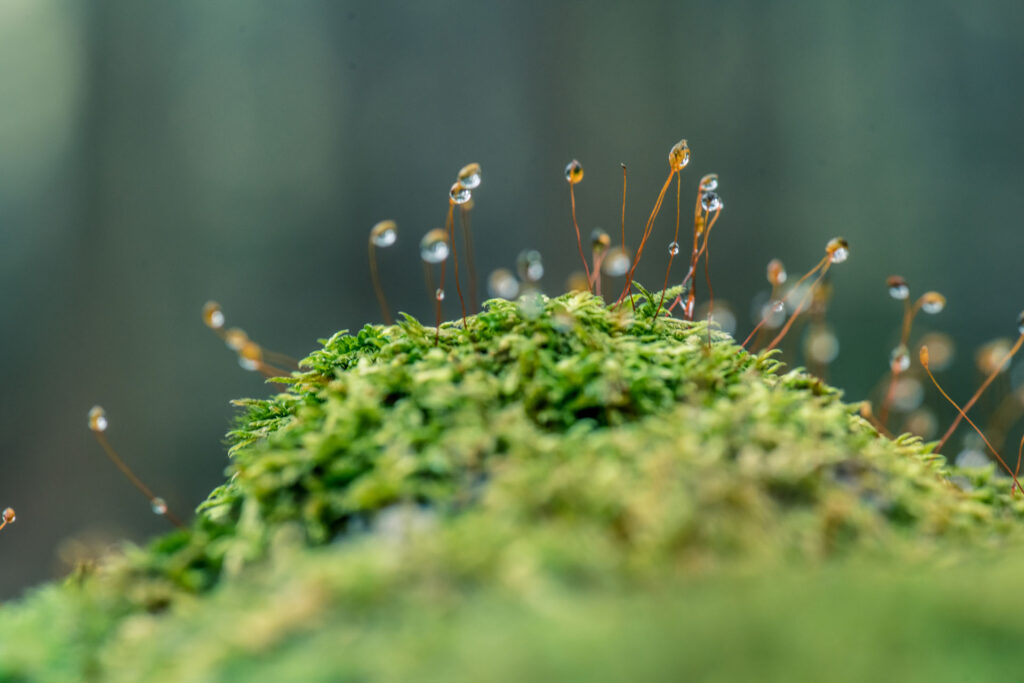 Moss sporangia with morning dew (close-up)