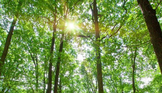 SAP Grows Commitment to Sustainability by Planting a Tree for Every Online Purchase on SAP Store and SAP App Center