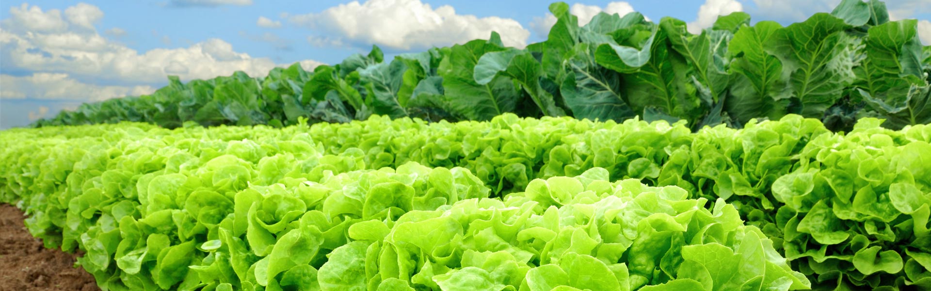 Building a Sustainable Global Food System with SAP S/4HANA Cloud