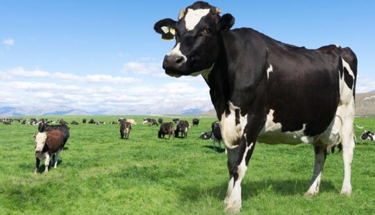 Argentinian Biopharmacy Company Goes Digital to Protect Cows and Grow Business