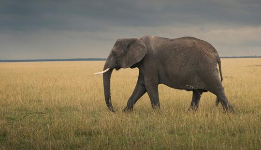 Protecting Elephants and Rhinos in the Wild with Drones, Data, and IoT