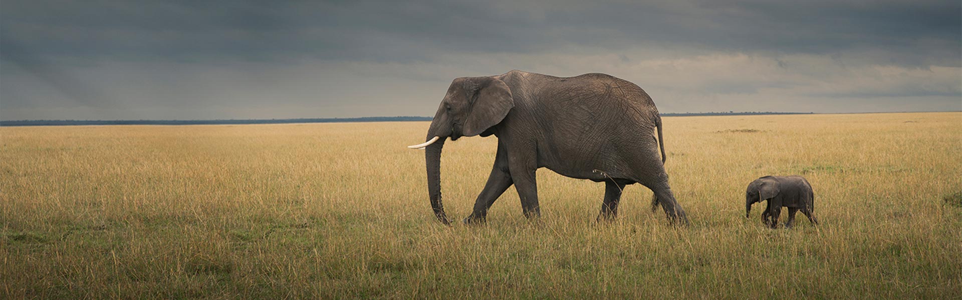 Protecting Elephants and Rhinos in the Wild with Drones, Data, and IoT