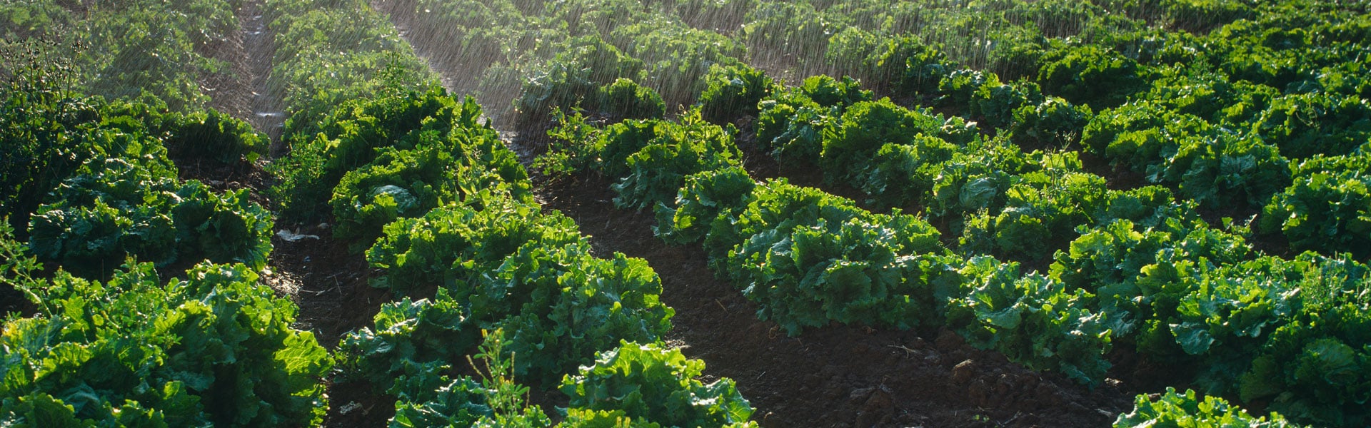 Farm fields conceptualizing Nutrien's procurement transformation.